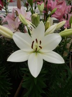 [4103 White Sound DJ No202.JPG]